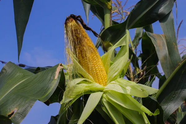 Édes Kukorica Fán Zöld Levelekkel Tiszta Kék Háttér Kukorica Ültetvény — Stock Fotó