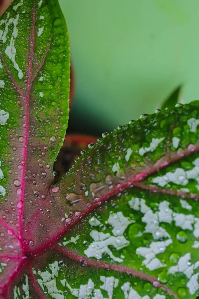 Czerwona Gwiazda Caladium Tricolor Zielonymi Liśćmi Białymi Kropkami Czerwonymi Żyłami — Zdjęcie stockowe