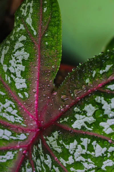 Caladium Κόκκινο Αστέρι Τρίχρωμος Πράσινα Φύλλα Λευκές Κουκίδες Και Κόκκινες — Φωτογραφία Αρχείου