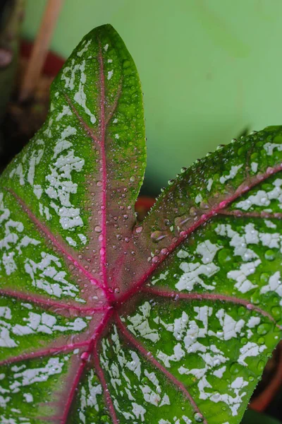 Caladium Κόκκινο Αστέρι Τρίχρωμος Πράσινα Φύλλα Λευκές Κουκίδες Και Κόκκινες — Φωτογραφία Αρχείου