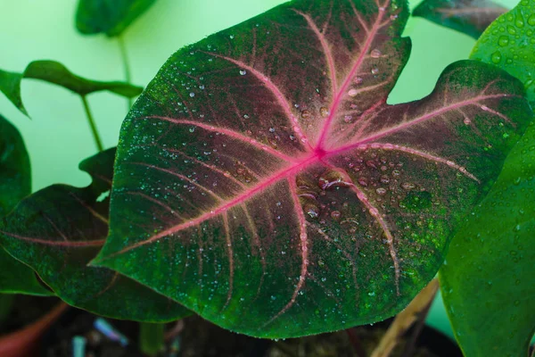 Close Widok Kropel Deszczu Caladium Hearts Delight Zielonych Liści Czerwonych — Zdjęcie stockowe