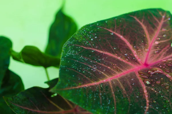 Nahaufnahme Von Regentropfen Auf Caladium Hearts Delight Mit Grünen Blättern — Stockfoto