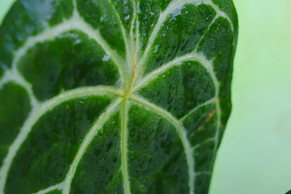 Nahaufnahme Der Zierpflanze Anthurium Crystallinum Mit Regentropfen Morgen Hinterhof Tropische — Stockfoto