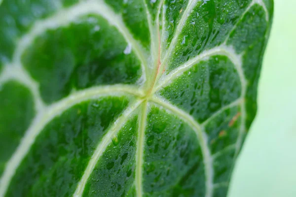 Nahaufnahme Der Zierpflanze Anthurium Crystallinum Mit Regentropfen Morgen Hinterhof Tropische — Stockfoto