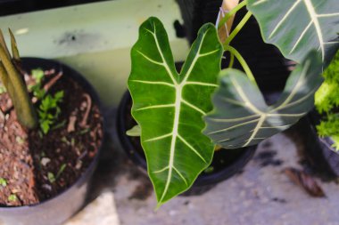 Arka bahçedeki Alocasia Micoltziana Frydek süsleme bitkisinin yakın görüntüsü. Ev dekorasyonu için Tropik Ev Bitkisi.