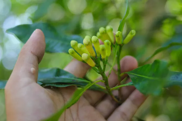 インドネシアの西ジャワ州スカブミで開花する芳香のある花芽を持つクローブの木 天然の甘く芳香のあるスパイス 薬用特性を持つ植物 — ストック写真