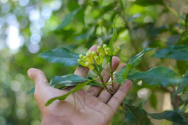 Дерево Ароматными Цветочными Почками Цветении Растущее Сукабуми Западная Ява Индонезия — стоковое фото