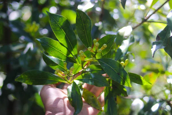 Drzewo Goździkowe Aromatycznymi Pączkami Kwiatowymi Rosnącymi Sukabumi Jawa Zachodnia Indonezja — Zdjęcie stockowe