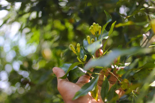 Clove Tree Aromatic Flower Buds Bloom Growing Sukabumi West Java — Stock Photo, Image