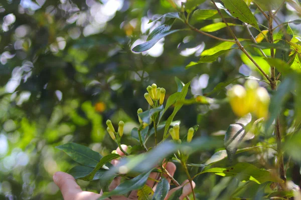 インドネシアの西ジャワ州スカブミで開花する芳香のある花芽を持つクローブの木 天然の甘く芳香のあるスパイス 薬用特性を持つ植物 — ストック写真
