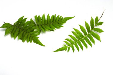 Yeşil eğreltiotu yaprakları beyaz arkaplanda kopyalama alanı ile izole edilmiş