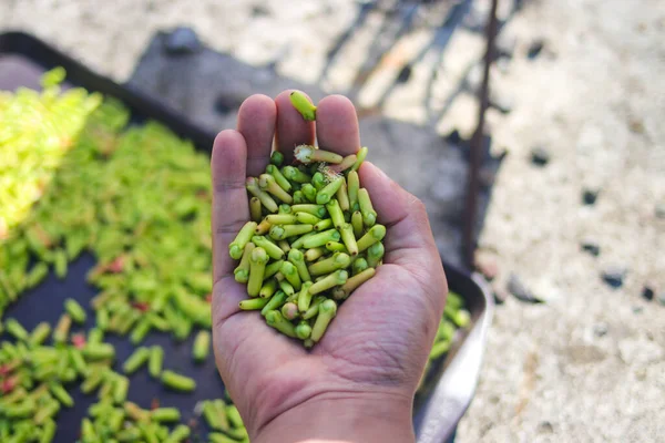 Handful Fresh Cloves Hand Blurred Cloves Background Freshly Picked Cloves — Stock Photo, Image