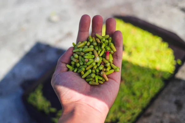 Handful Fresh Cloves Hand Blurred Cloves Background Freshly Picked Cloves — Stock Photo, Image