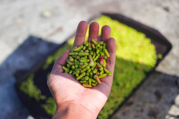 Handful Fresh Cloves Hand Blurred Cloves Background Freshly Picked Cloves — Stock Photo, Image