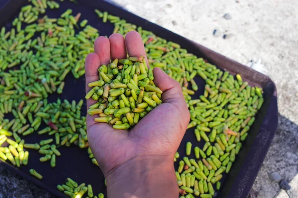 Puñado Clavos Frescos Mano Con Fondo Borroso Clavos Recién Recogidos — Foto de Stock