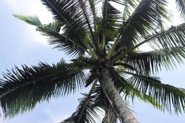 Mavi gökyüzü arkaplanına karşı hindistan cevizi ağacı