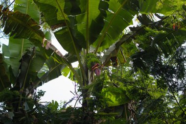 Muz fidanlığındaki ağaçta yetişen bir muz demeti.