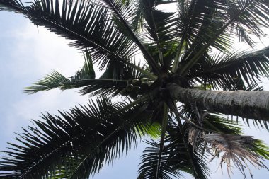 Mavi gökyüzü arkaplanına karşı hindistan cevizi ağacı