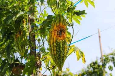 Acı kavun (Momordica charantia, acı kabak, acı kabak), Endonezya 'daki yerel tarlalarda ağaçlarda asılan böceklerin saldırısına uğradı..