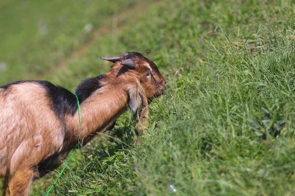 Goat Long Ears Brown Fur Eating Grass Fields Sunny Morning — Stock Photo, Image