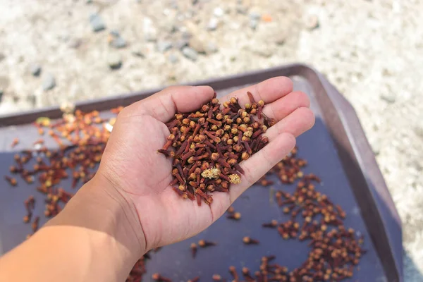 Getrocknete Nelken Auf Der Hand Mit Verschwommenem Nelkenhintergrund Ein Natürlich — Stockfoto