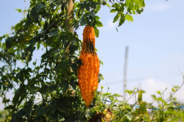 Acı kavun (Momordica charantia, acı kabak, acı kabak), Endonezya 'daki yerel tarlalarda ağaçlarda asılan böceklerin saldırısına uğradı..