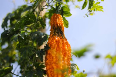 Acı kavun (Momordica charantia, acı kabak, acı kabak), Endonezya 'daki yerel tarlalarda ağaçlarda asılan böceklerin saldırısına uğradı..