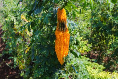 Acı kavun (Momordica charantia, acı kabak, acı kabak), Endonezya 'daki yerel tarlalarda ağaçlarda asılan böceklerin saldırısına uğradı..