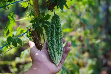 Tarlalarda yetişen taze Bitter kavunu (Momordica charantia, acı kabak, acı kabak)