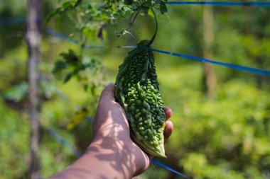 Tarlalarda yetişen taze Bitter kavunu (Momordica charantia, acı kabak, acı kabak)