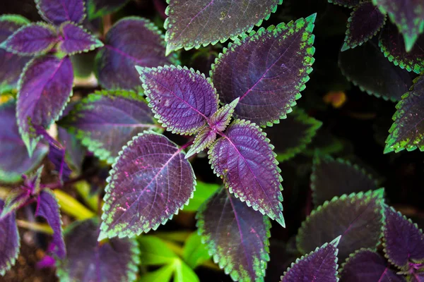 Miana Iler Vagy Coleus Atropurpureus Plectranthus Scutellarioides Indonézia Egyik Gyógynövénye — Stock Fotó