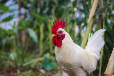 Kırmızı bir horozu olan beyaz bir horoz arka bahçede yiyecek arıyor.