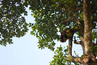 Artocarpus heterophyllus (Artocarpus heterophyllus) ağaç dallarında asılı durur. Asya tropikal meyve stoku.