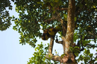 Artocarpus heterophyllus (Artocarpus heterophyllus) ağaç dallarında asılı durur. Asya tropikal meyve stoku.