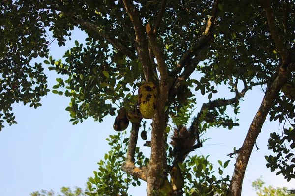 잭프루트 Artocarpus Heterophyllus 나뭇가지에 매달려 아시아 과일의 이미지 — 스톡 사진