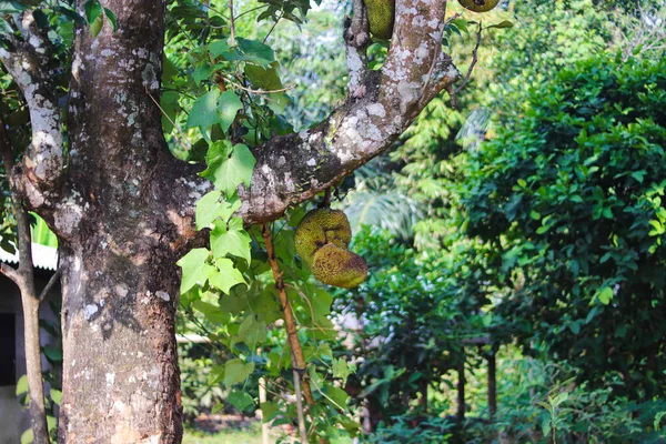 잭프루트 Artocarpus Heterophyllus 나뭇가지에 매달려 아시아 과일의 이미지 — 스톡 사진
