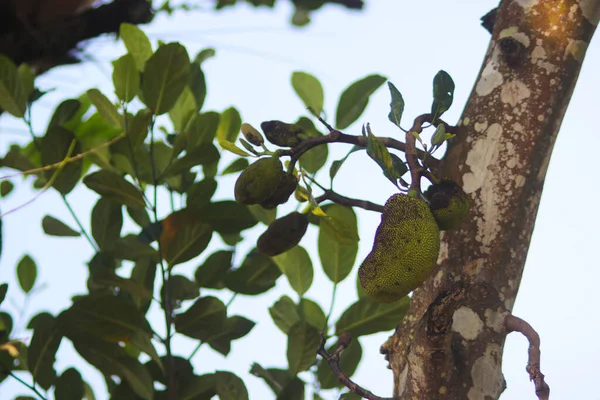 ツリーの枝にぶら下がっているジャックフルーツ アルトカルプス ヘテロフィルス アジアの熱帯果実ストック画像 — ストック写真