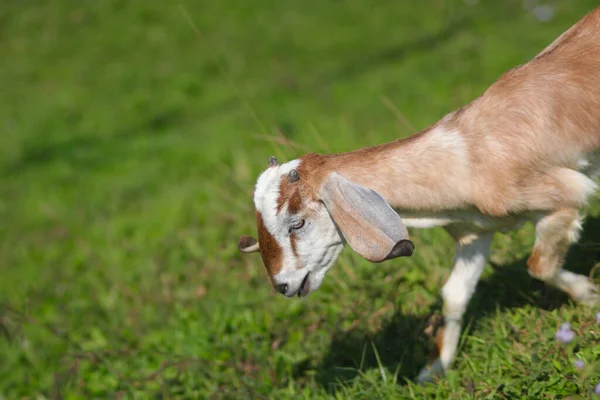 Goat Long Ears Brown Fur Eating Grass Fields Sunny Morning — Stock Photo, Image