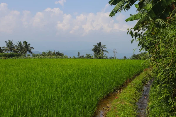 Endonezya Pirinç Tarlalarında Küçük Sulama Nehri — Stok fotoğraf