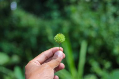 Arka bahçesinde bulanık arka planı olan yabani bir çiçek.