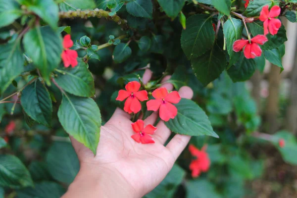 手持红色的紫苏花 Impatiens Sultanii 在后院盛开 也被称为繁忙的丽齐 不列颠群岛 或只是不耐烦 粉红花木图像 — 图库照片