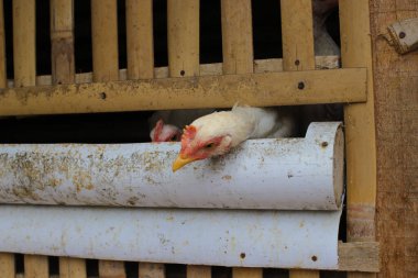 Beyaz tüylü ve kırmızı taraklı tavuğun yakın görüntüsü Endonezya 'da geleneksel bir çiftlikte bambu ve beyaz PVC' den yapılmış bir kafesin içinde kameraya bakıyor..