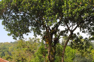 Artocarpus heterophyllus (Artocarpus heterophyllus) ağaç dallarında asılı durur. Asya tropikal meyve stoku.