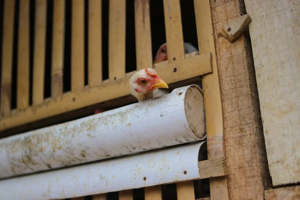 Beyaz tüylü ve kırmızı taraklı tavuğun yakın çekim görüntüsü Endonezya 'da bambu ve beyaz PVC' den yapılmış bir kafeste yemek yiyor..