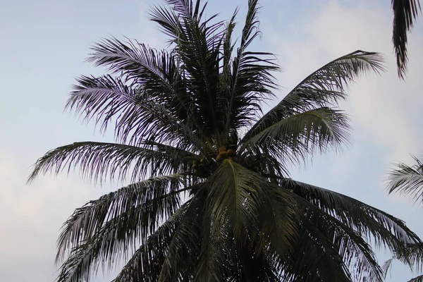 Kokosový Strom Proti Modré Obloze Pozadí — Stock fotografie