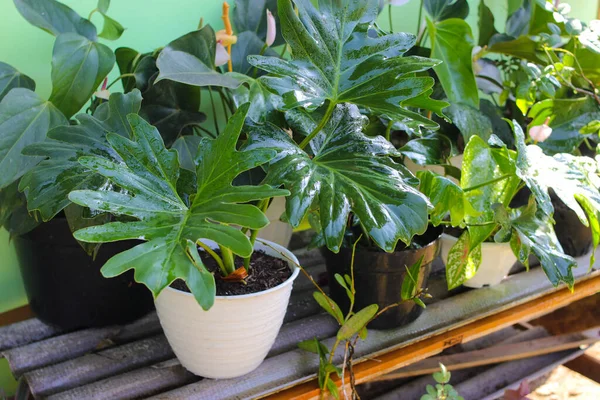 Grupo Plantas Sala Quintal Está Sendo Regado — Fotografia de Stock