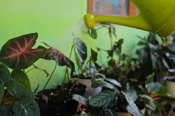 Eine Gruppe Zimmerpflanzen Hinterhof Wird Gegossen — Stockfoto