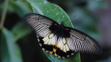 Siyah ve beyaz kanatlı bir kelebeğin yakından görünüşü sabah bahçede çiğ taneleriyle yeşil bir yaprağa tünemektedir.
