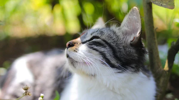 귀여운 호기심많은 고양이가 정원을 바라보고 — 스톡 사진