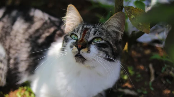 Söt Nyfiken Kattunge Med Grå Och Vit Päls Tittar Upp — Stockfoto